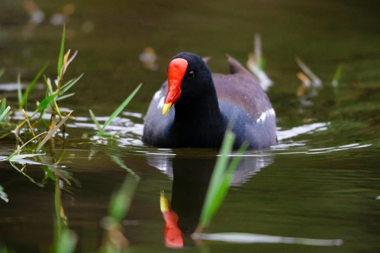 a duck swimming in the water next to some brush