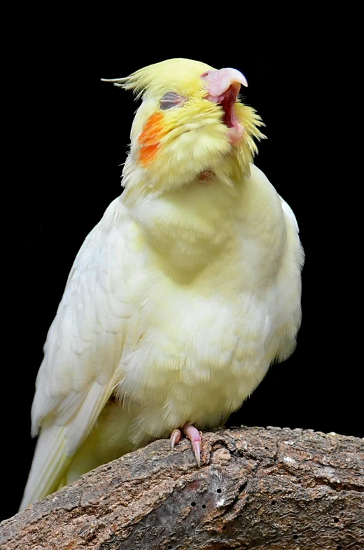 a white bird with orange and yellow on its face sitting in a tree trunk