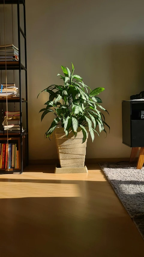 a potted plant is in front of a black television