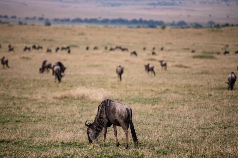 a group of animals in the grass eating