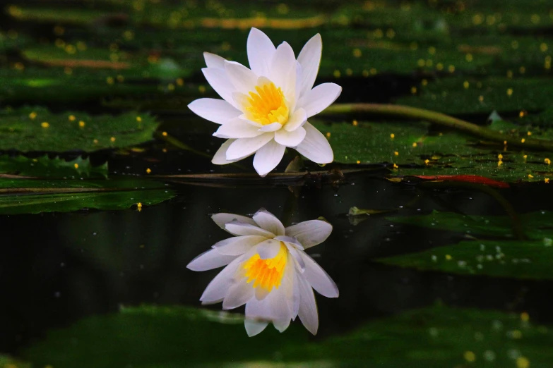 two yellow and white flowers on the water with lily pads