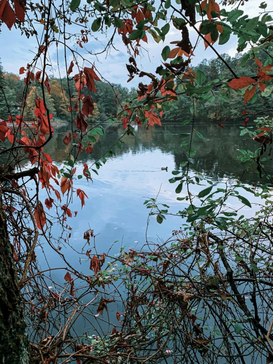 a lake with trees and foliage around it