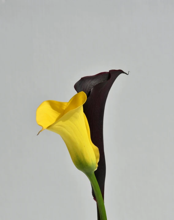 a tall yellow flower that is floating in the air