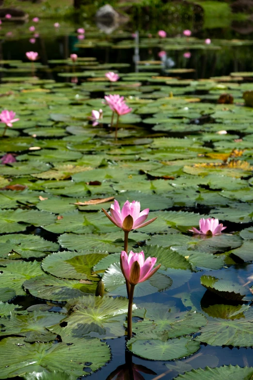 pink flowers are floating in a lake with lily pads