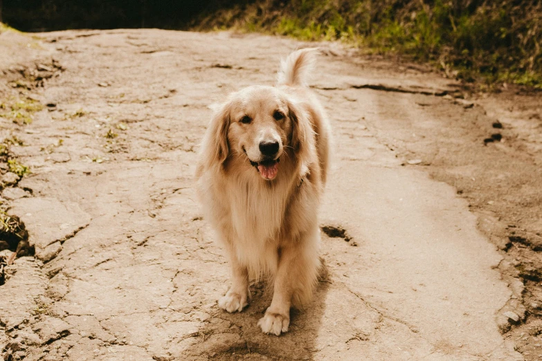 a dog standing on a dirt road near some green brush