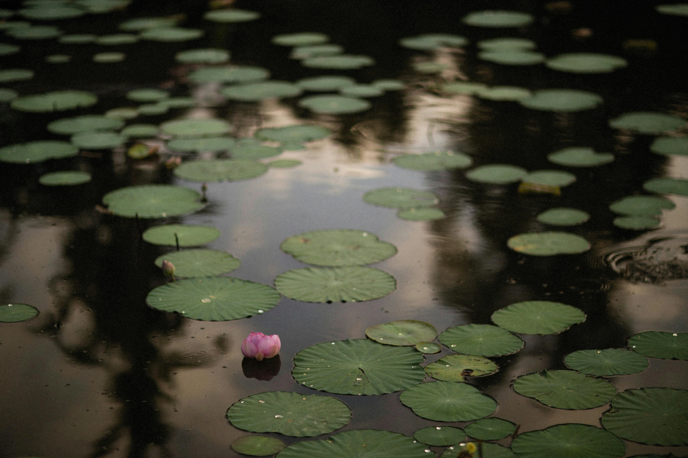 a flower in the water next to lily pads