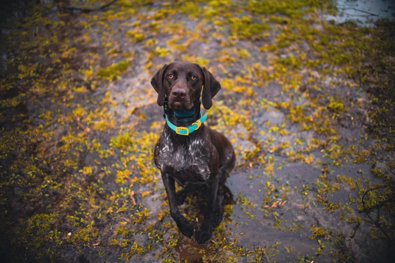 a brown dog wearing a blue collar in the woods