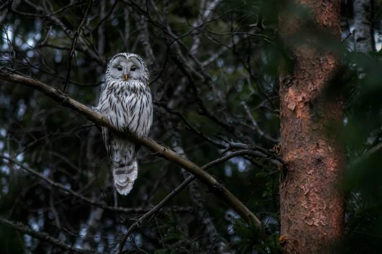 a very large owl perched on top of a tree