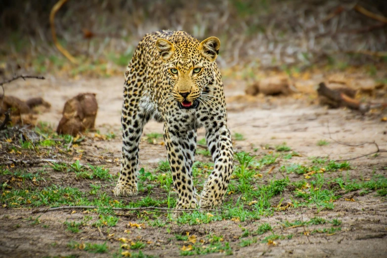 a large, spotted animal walking across a grass field