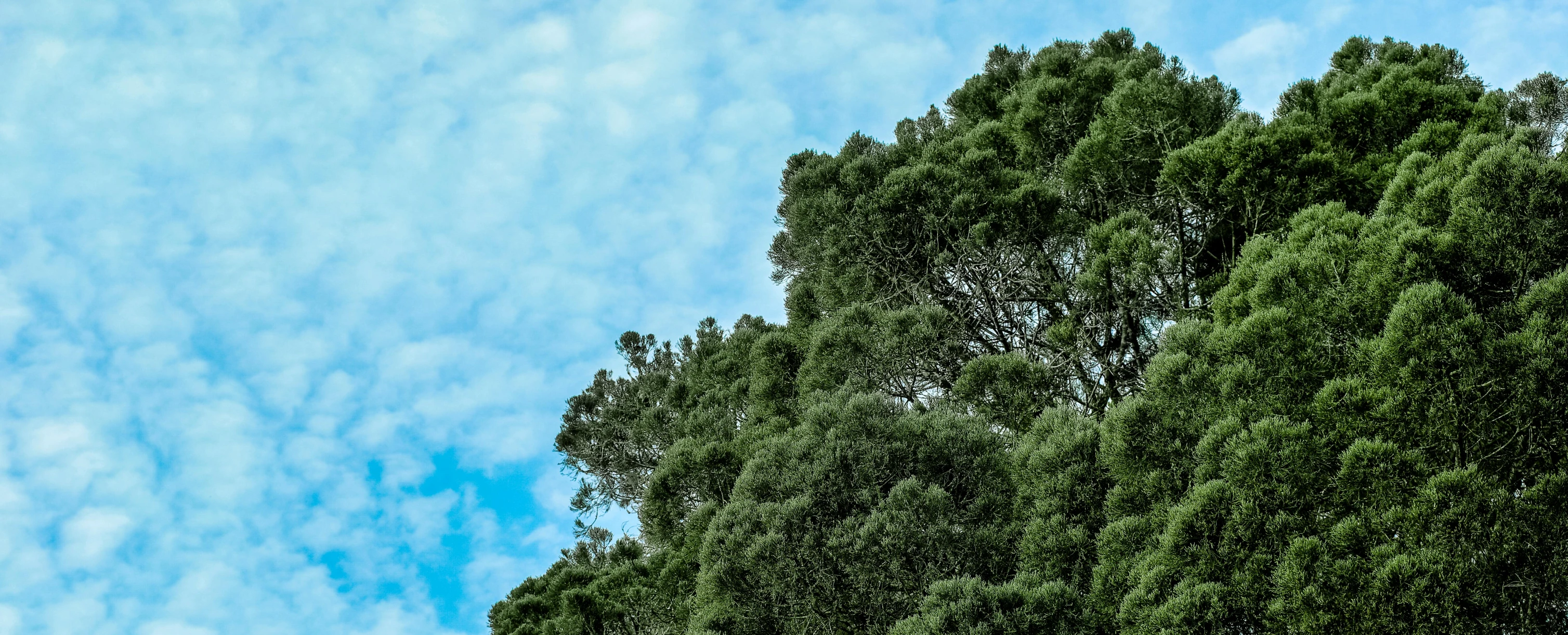 a blue sky and clouds in the middle of green trees