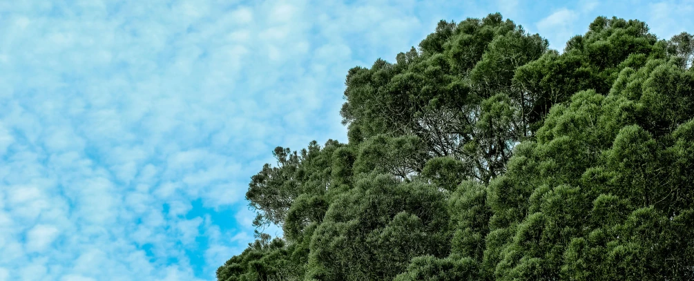 a blue sky and clouds in the middle of green trees