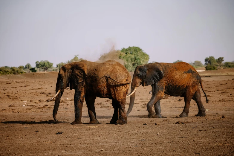 two elephants walking in the dirt near trees