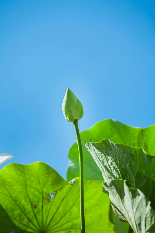 a green flower on top of a large leaf