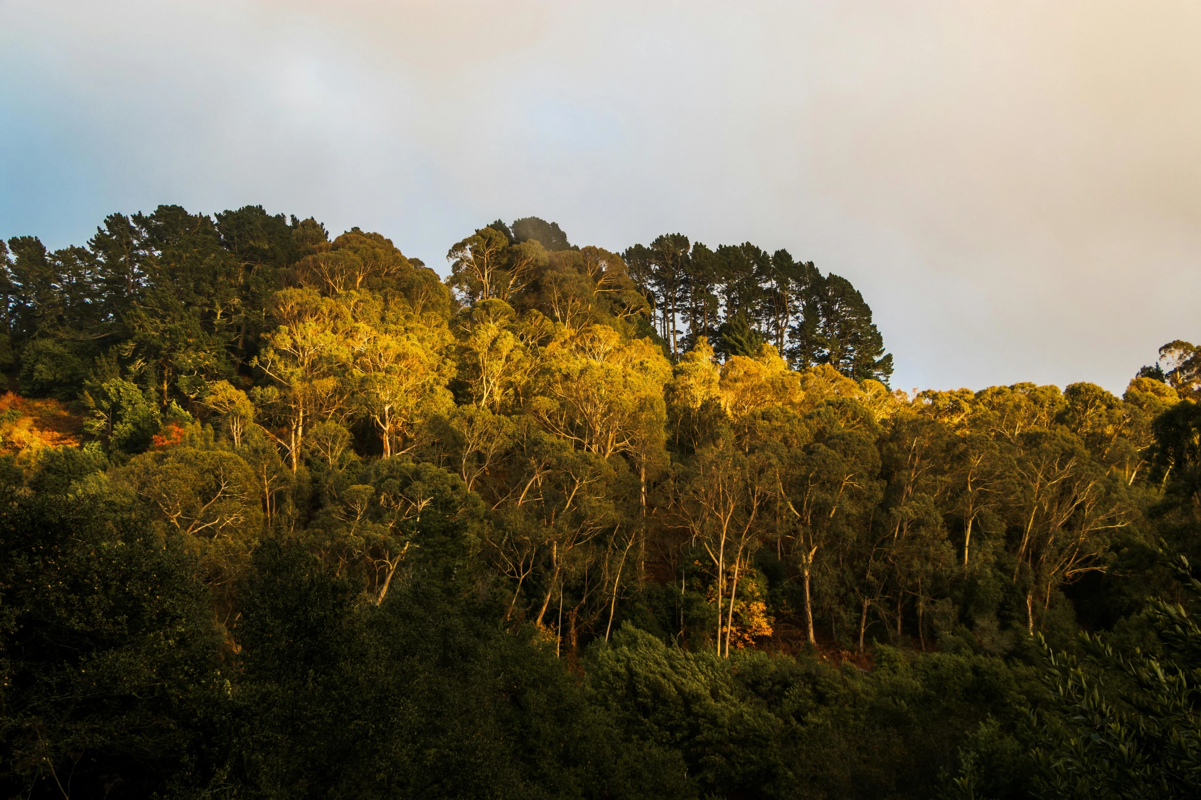 a group of trees that are on top of a hill