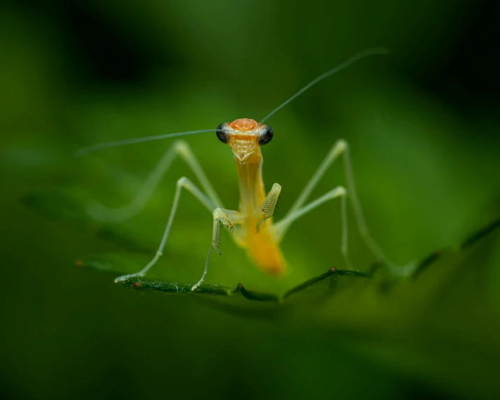 close up of a grasshopper on a green leaf