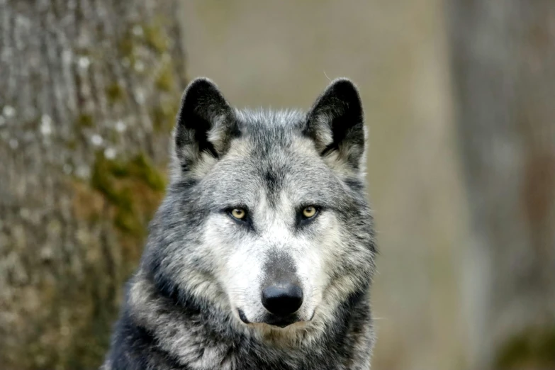 a wolf stares straight into the camera with a tree in the background