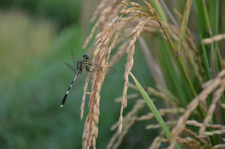 the dragon flys across the tall grass in front of the grass