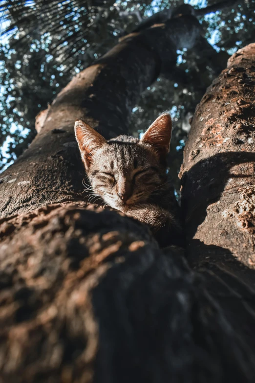 a cat is resting in the middle of a tree