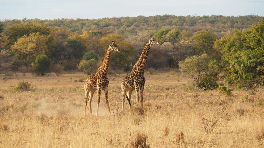 two giraffes in an arid field of tall brown grass