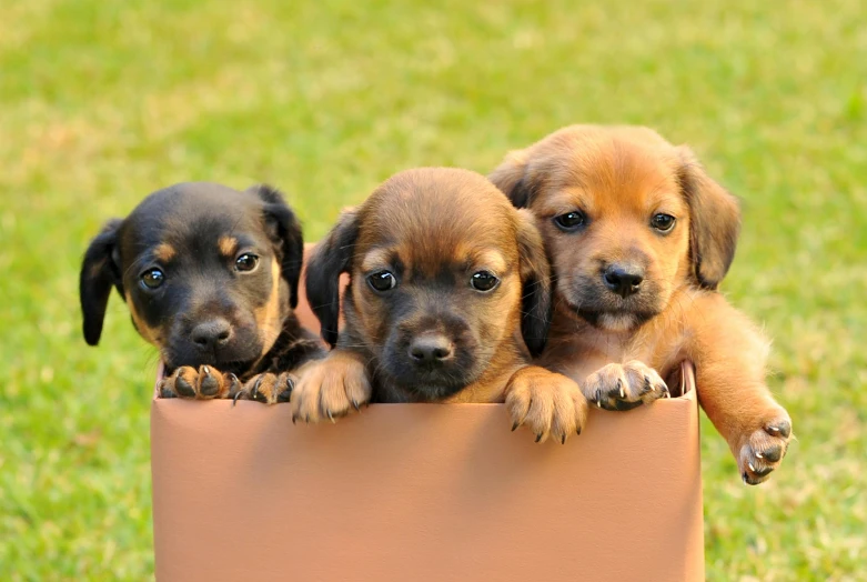 three puppies are peeking over the top of a wall