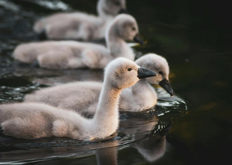 five baby geese swimming across the water in a row