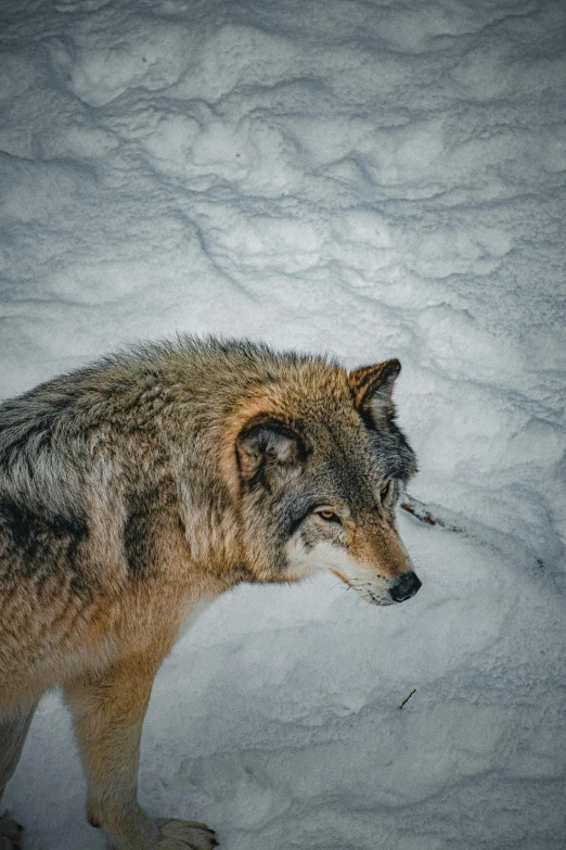 a wolf in the snow looking to its left