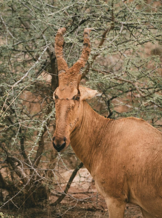 a brown antelope standing by a tree