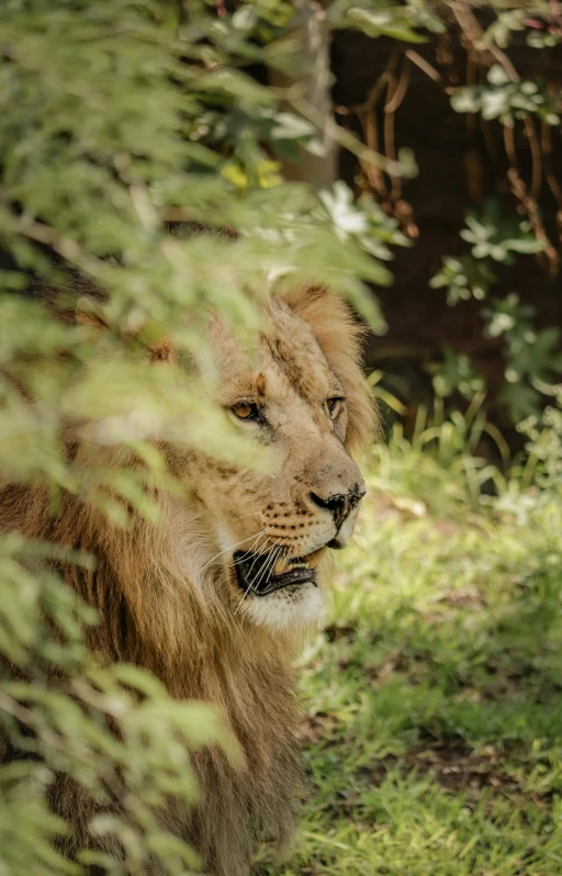 a big lion laying down in the middle of some vegetation