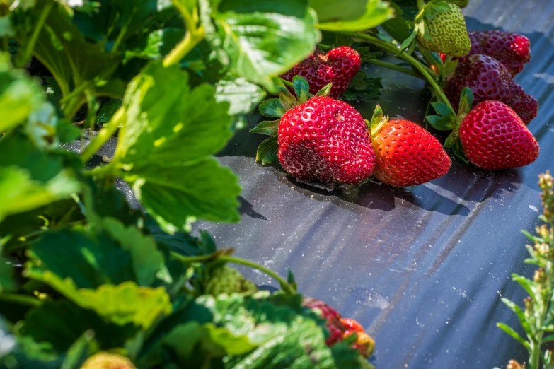 large bunch of strawberries in the sunlight on the ground