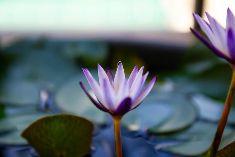 purple water lilies with green leaves on a pond
