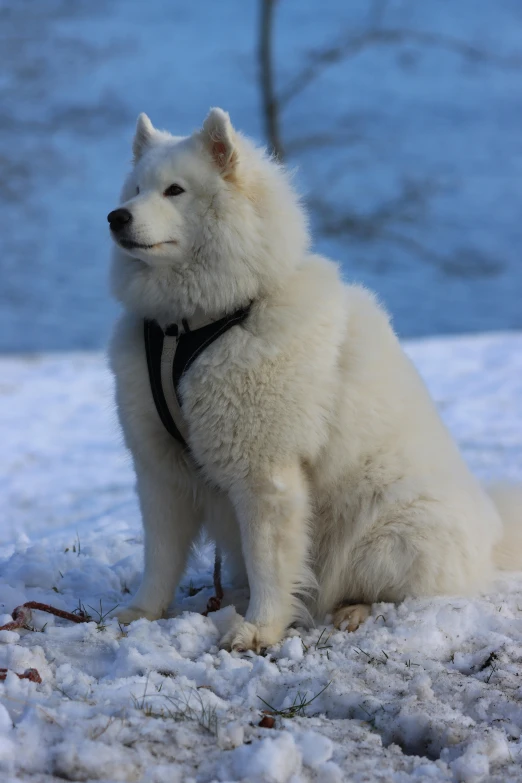 white dog sitting in snow in front of a blue background