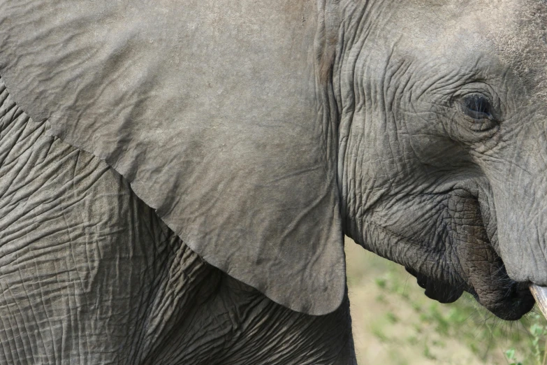 an elephant with his trunk curled over the nose