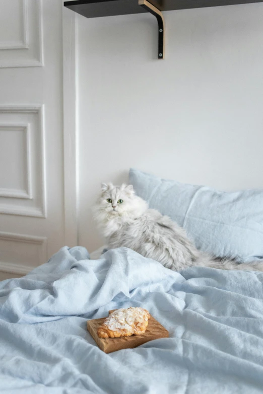 a white fluffy cat sitting in the middle of a bed