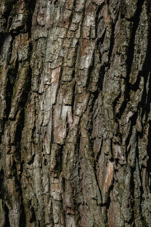 a close up view of a tree trunk with moss on it