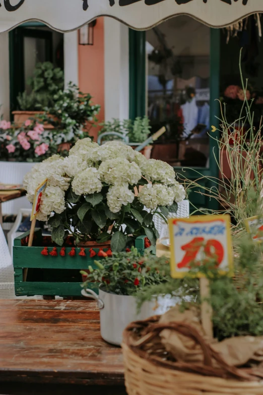 potted flowers in the windowsill of a cafe