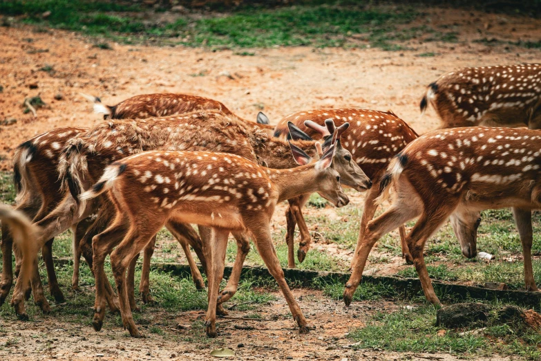 some deer are standing around and playing in the grass