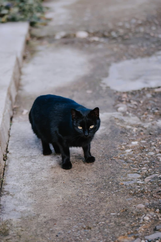 a black cat standing in the dirt on a sidewalk