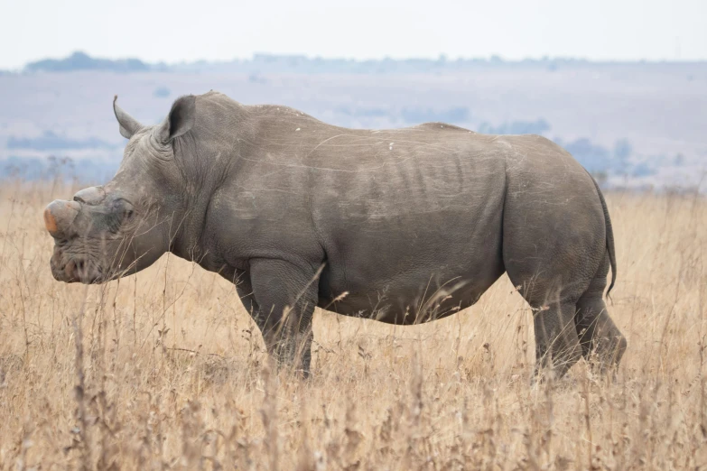 a rhino standing in tall grass with trees in the background