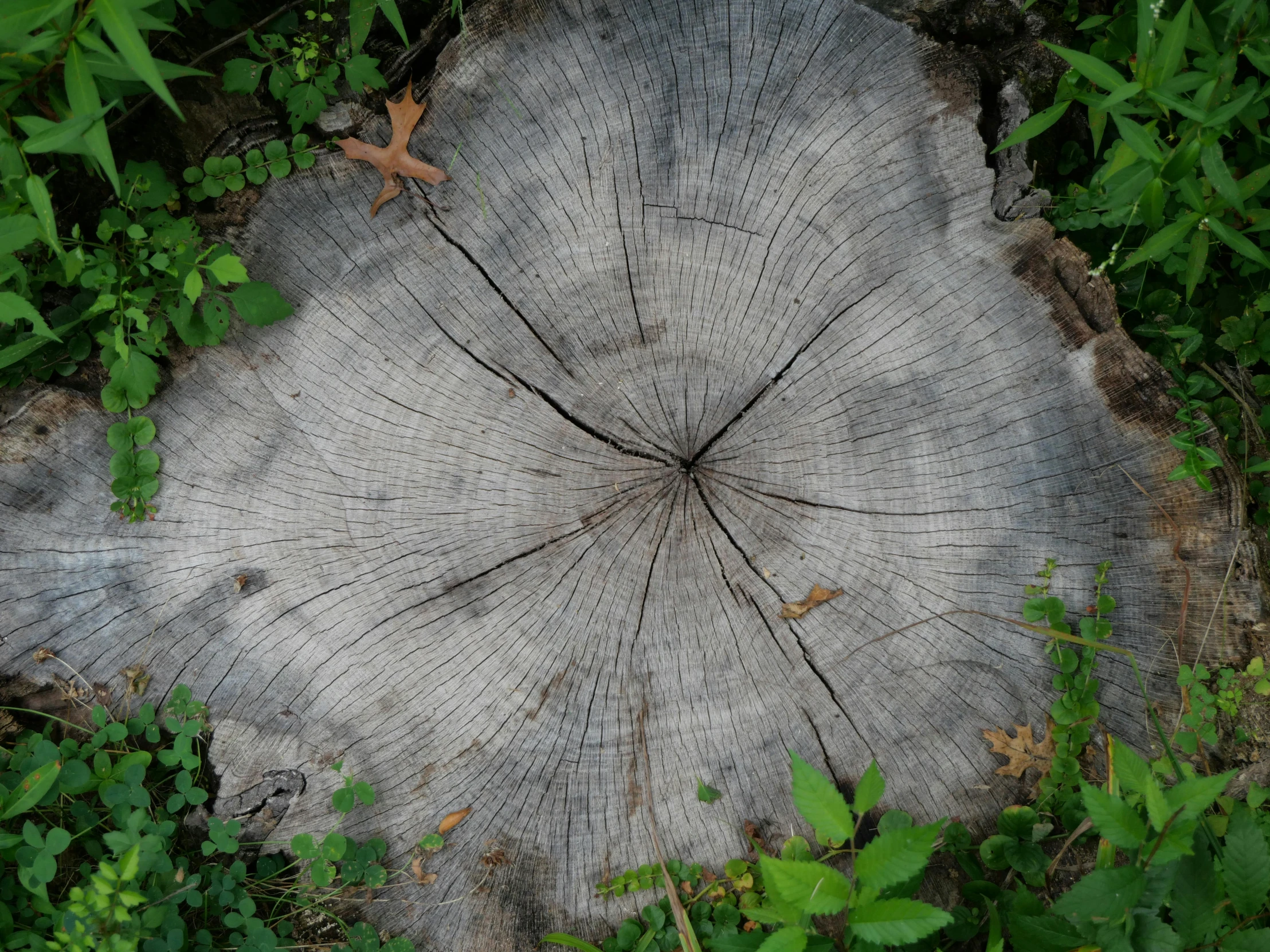 an upturned tree trunk in a green forest