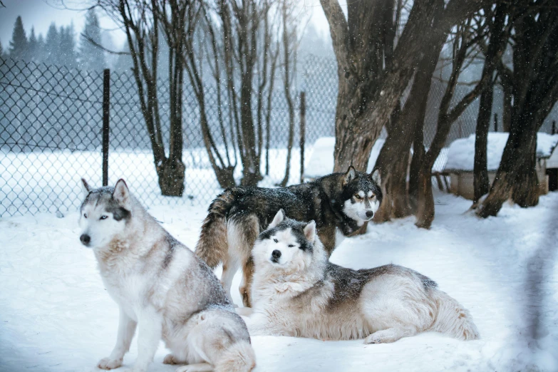 three dogs are sitting on the snow with trees behind them