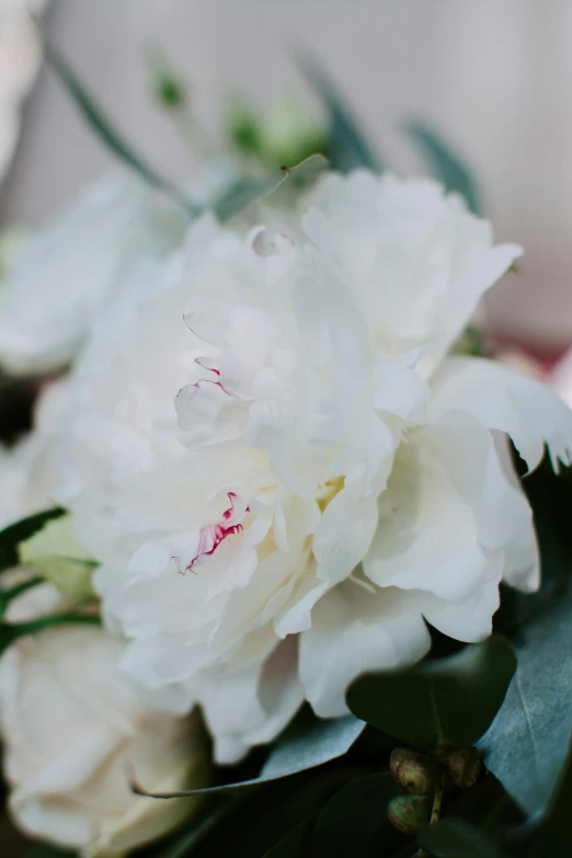 a bouquet of white flowers on display in front of a window