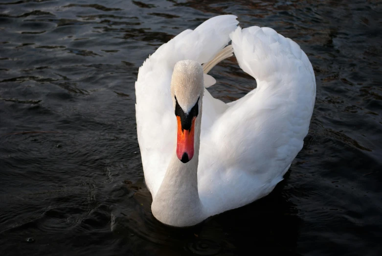 a white swan swimming on a body of water