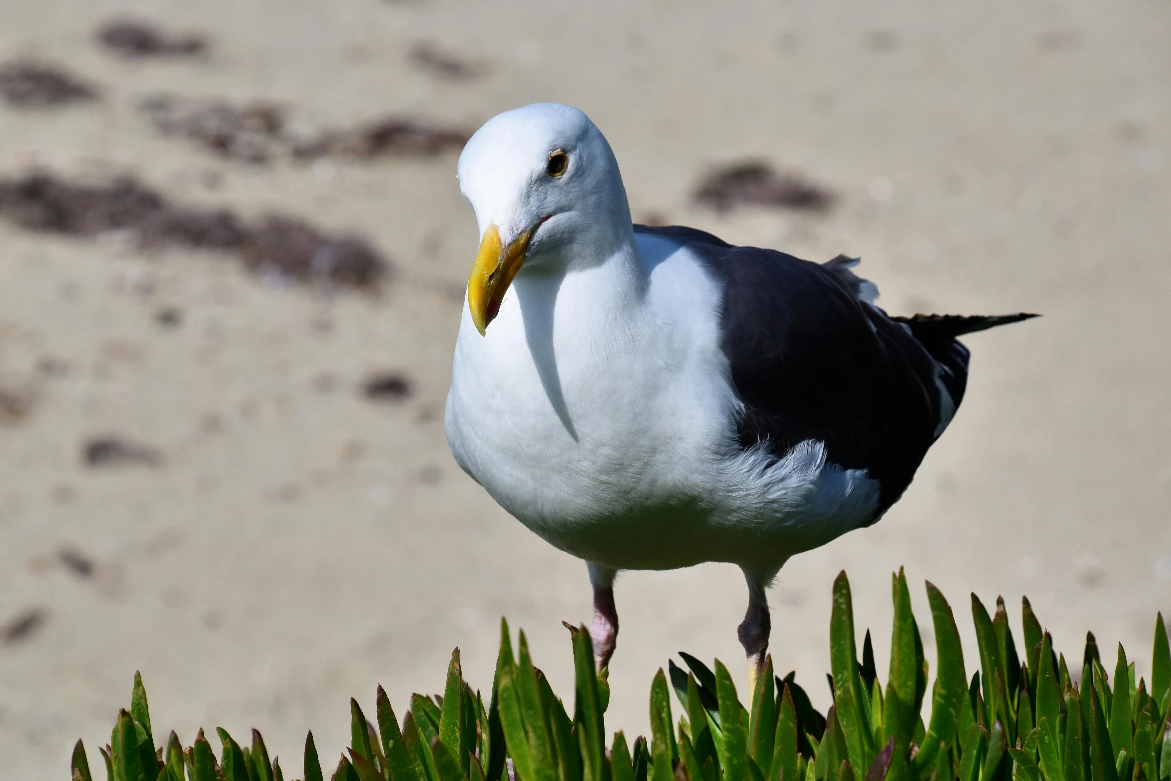 a small bird standing on top of a lush green plant