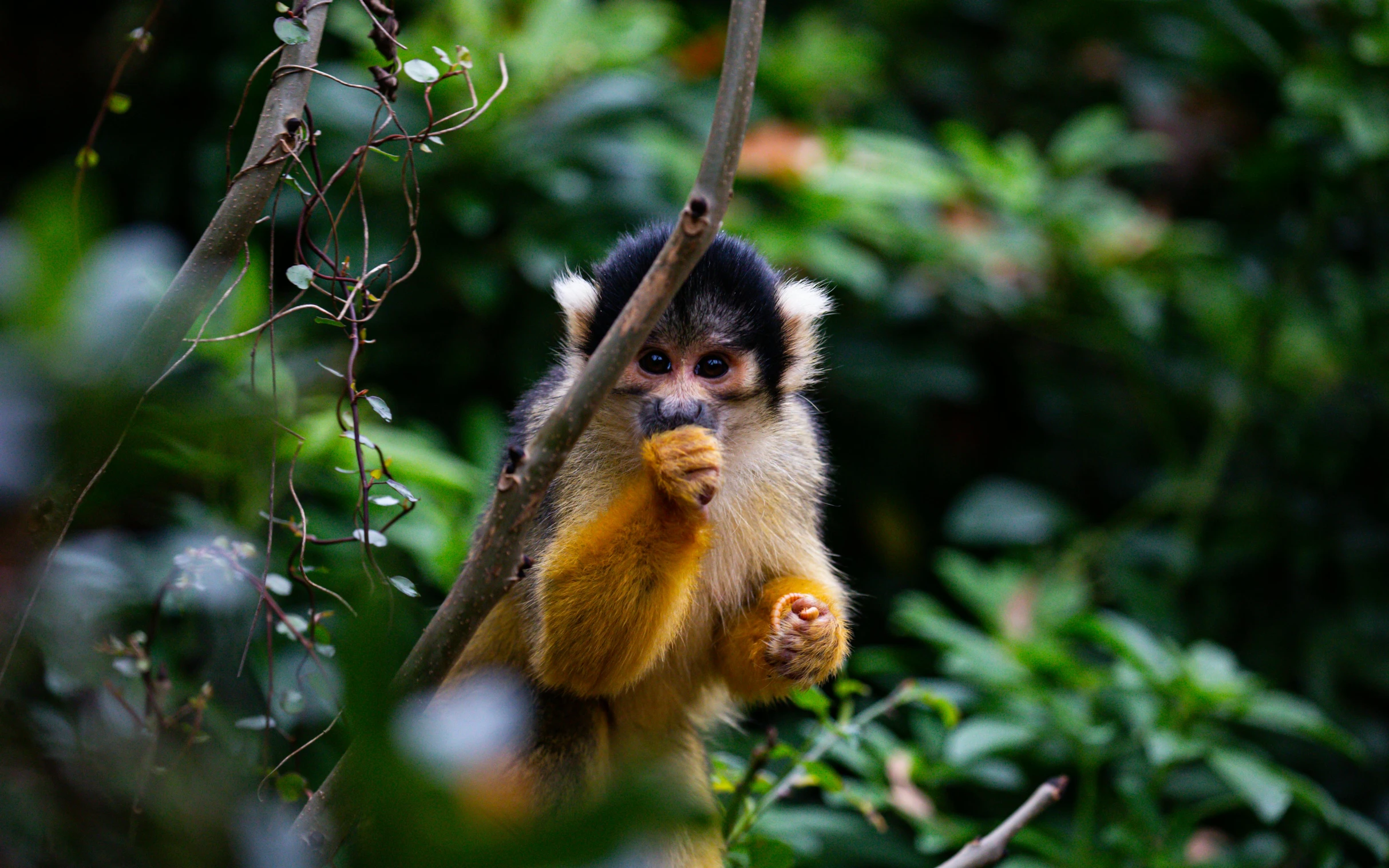 monkey eating soing on the nch of a tree