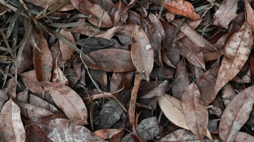 small bird laying on leaves with other leaves scattered around it