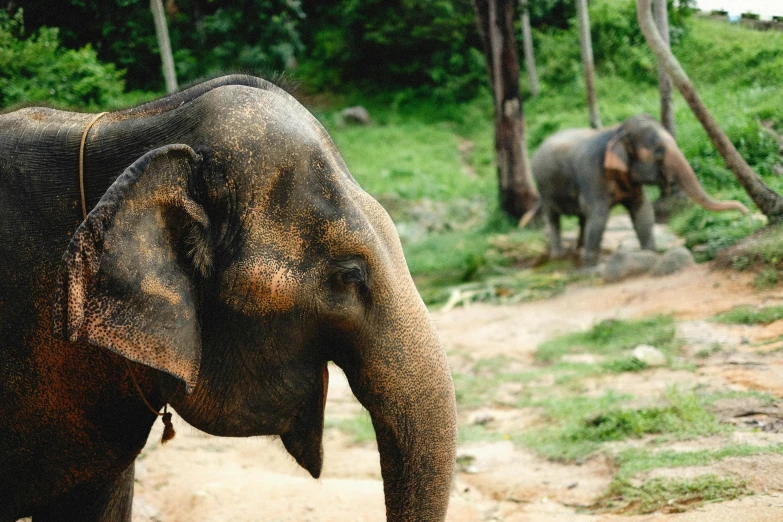 two elephants are walking in the wilderness together