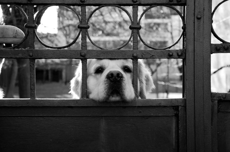 a white dog sticking its head through the gate