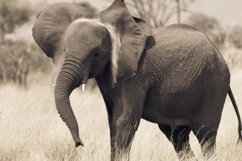 an elephant that is standing in some grass