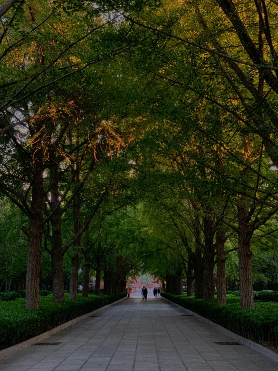 a walkway between trees with a row of benches