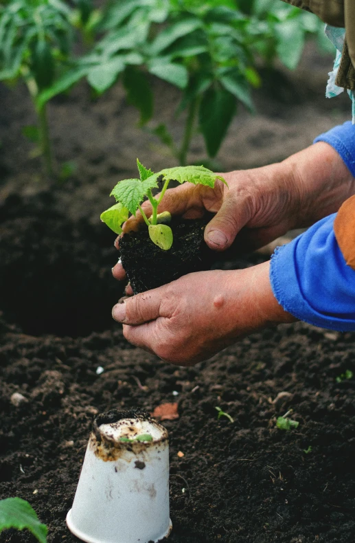 someone with blue gloves and hands that are holding a small plant